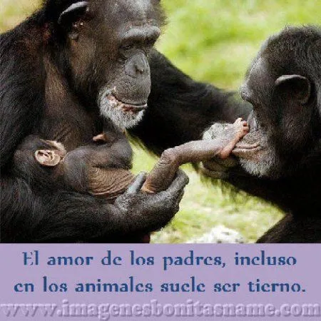 Familia De Chimpances Con Su Cria - Imagenes Bonitas | Frases Bonitas