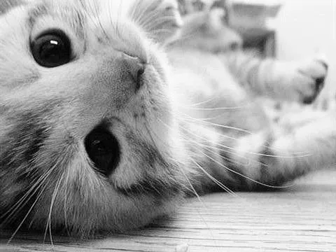 Gatos tiernos tumblr - Imagui