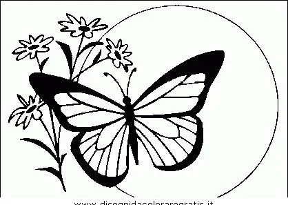 Farfalle da colorare | Disegni Gratis