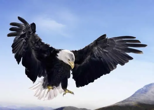 Un faro en el desierto: El aguila y el chimango Un faro en el desierto: El aguila y el chimango