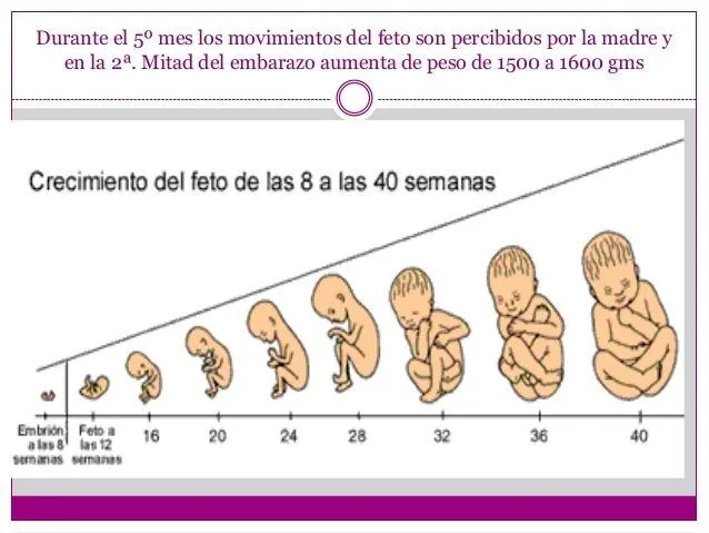 fase-fetal-diapositivas-6-638. ...