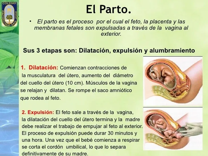 Fases del embarazo, parto y lactancia.