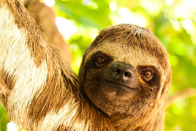 Faultier/Sloth/Oso perezoso | Flickr - Photo Sharing!