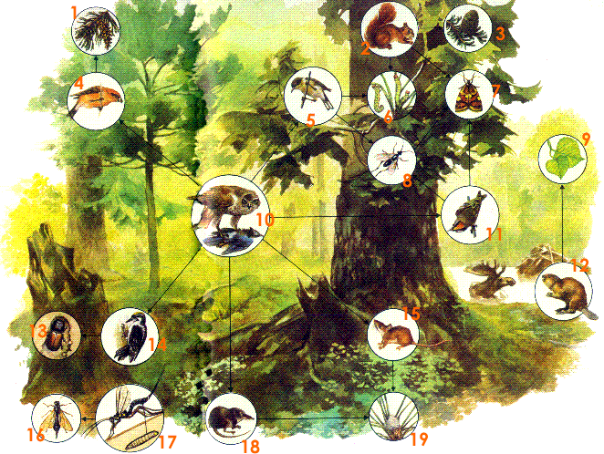 Fauna del bosque de coniferas - Imagui