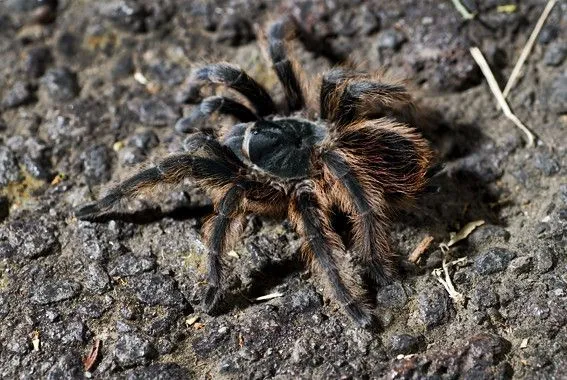 Fauna del Bosque de Tlalpan | Flickr - Photo Sharing! Fauna del Bosque de Tlalpan | Flickr - Photo Sharing!
