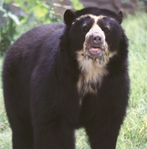 Huagra Ñaupa: Lista la estrategia para conservar al oso andino