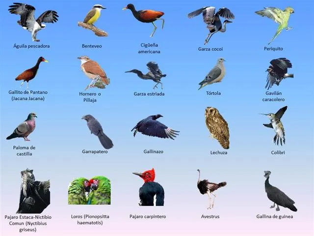 Aves nombres - Imagui