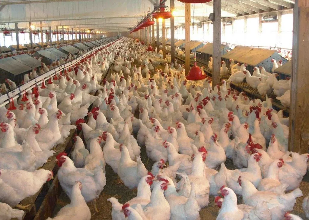 La FDA finalmente admite que el pollo contiene arsénico que causa ...