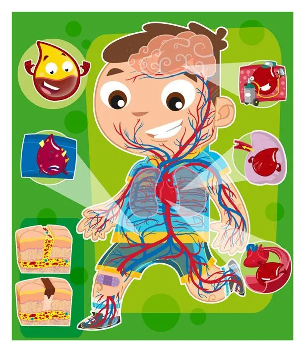 Sistema Circulatorio | Ciencia para jóvenes y niños | Pinterest