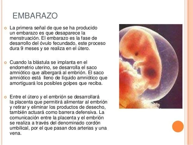 fecundacin-embarazo-y-parto-6- ...