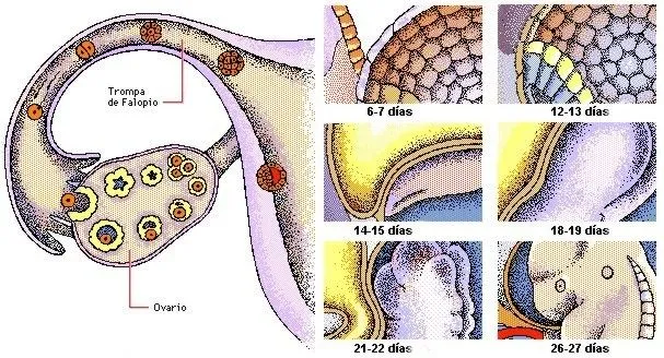 Desarrollo del embrión humano