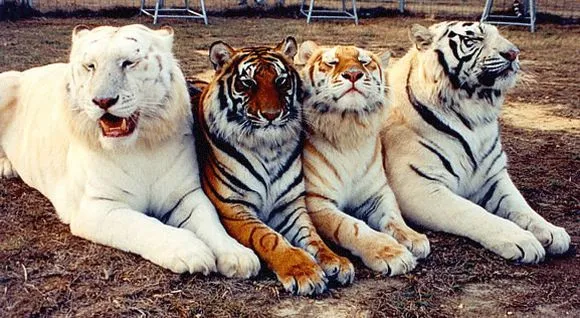 Felinos y Bigotes: El felino que gusta del agua: los tigres Felinos y Bigotes: El felino que gusta del agua: los tigres