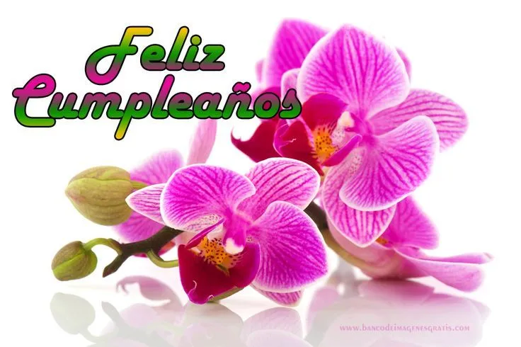 feliz-cumpleaños-orquideas-reflejo | ŦĔĹĨŹ ČÚМРĹĔÁŃŐŚ | Pinterest