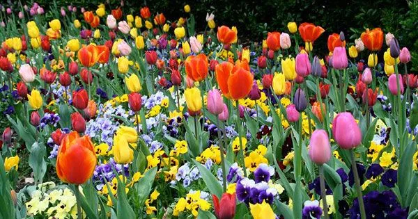 Feliz día de la Primavera! | Facultad de Ingeniería Feliz día de la Primavera! | Facultad de Ingeniería