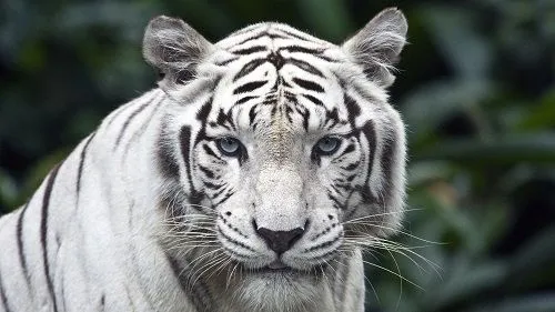 female-while-tiger-1-3177.jpg