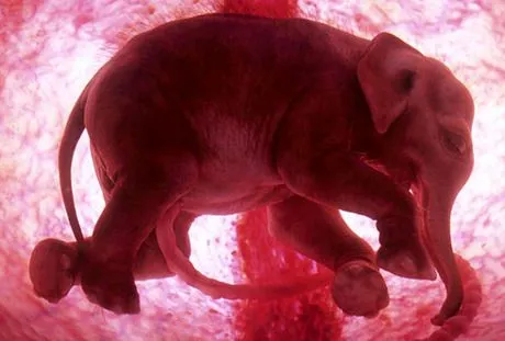 In the womb”, fetos animales en el vientre materno. – Misterios
