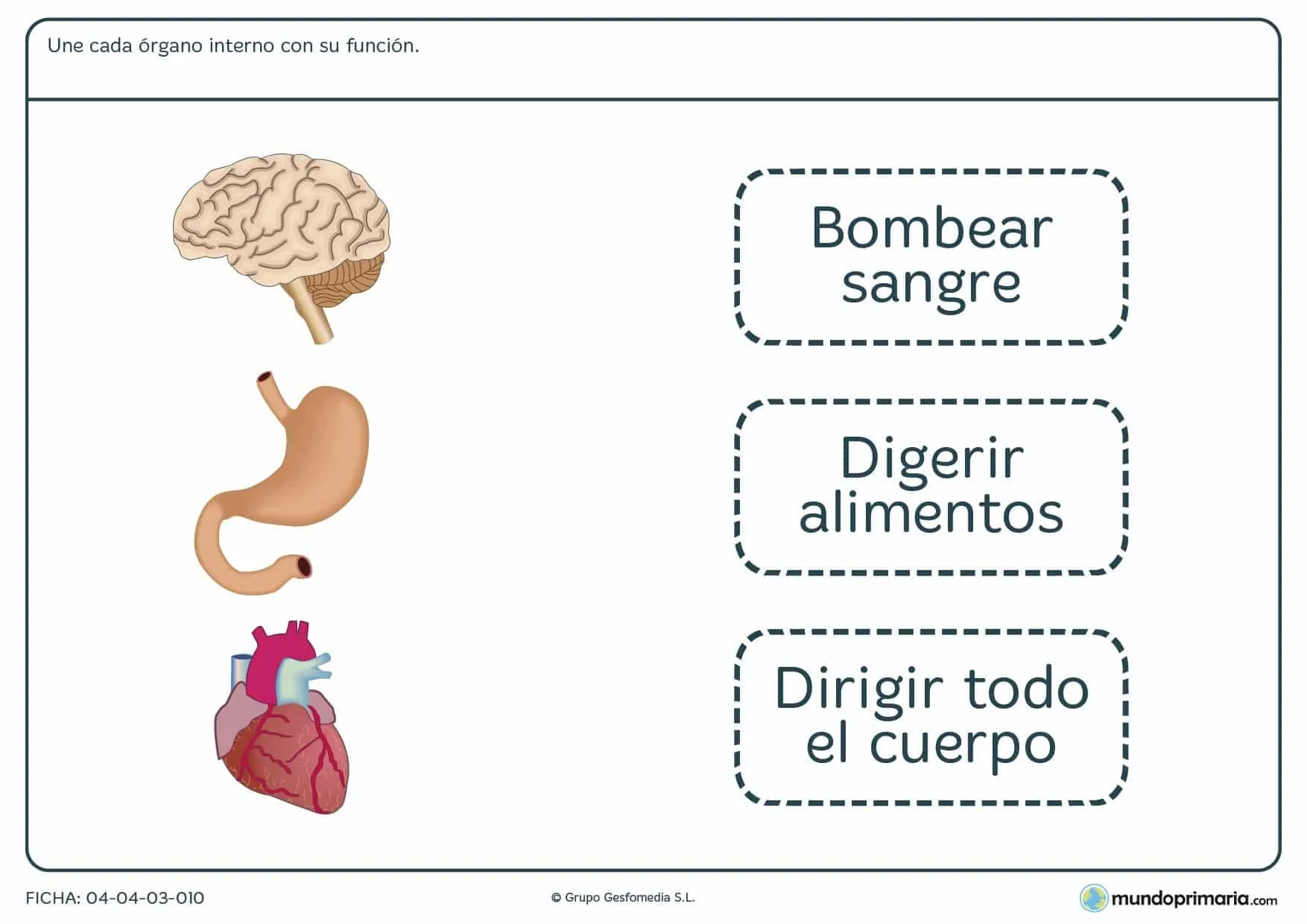 Ficha de funciones de los órganos para primaria Ficha de funciones de los órganos para primaria