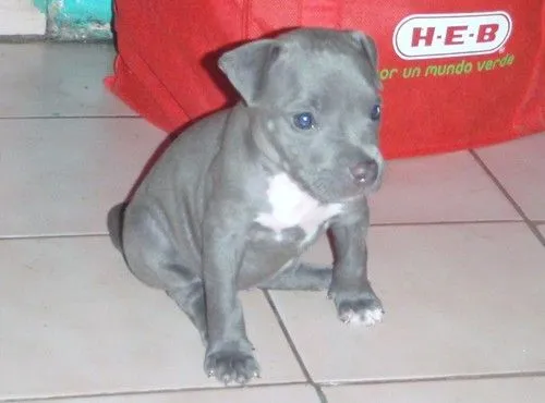 Perros pitbull bebés blue - Imagui