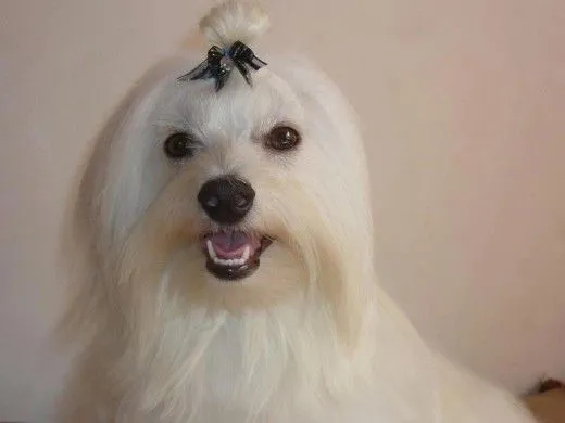 Ficha de PERRY (Un perro de perrymaltes) | Perros.com