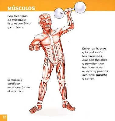 FICHAS DE ANATOMÍA HUMANA - LOS MÚSCULOS : FICHAS PARA NIÑOS