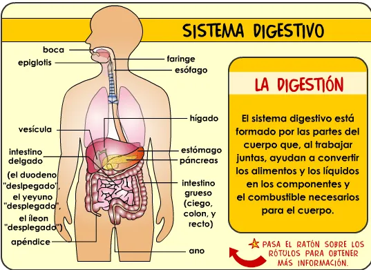 El aparato digestivo para nivel inicial - Imagui