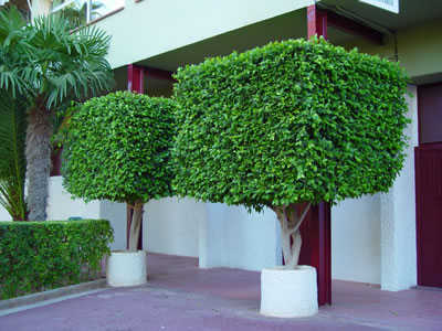 Ficus, árbol que puede adoptar diversas formas decorativas ... Ficus, árbol que puede adoptar diversas formas decorativas ...