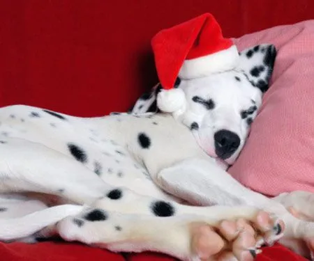 Fido e analogie, il cane è lo specchio del padrone - Gallery ... Fido e analogie, il cane è lo specchio del padrone - Gallery ...