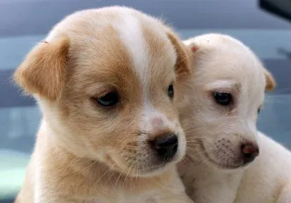 fiebre cachorros perro | Cuidar de tu perro es facilisimo.com