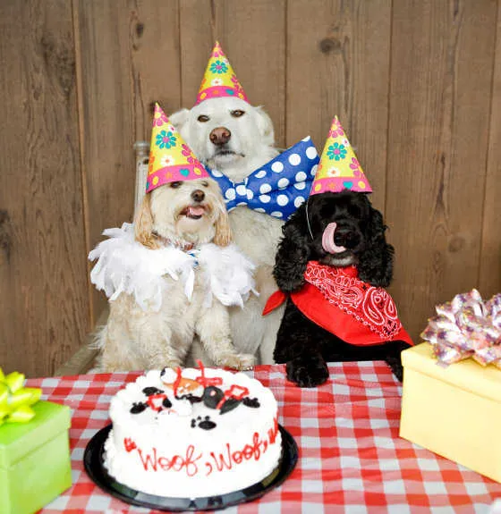 Fiesta de cumpleaños para perros: Ideas para festejar a tu ...