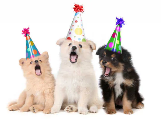 Fiesta de cumpleaños para perros: Ideas para festejar a tu ...
