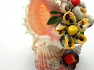 figura de concha marina, el diseño | Descargar Fotos gratis