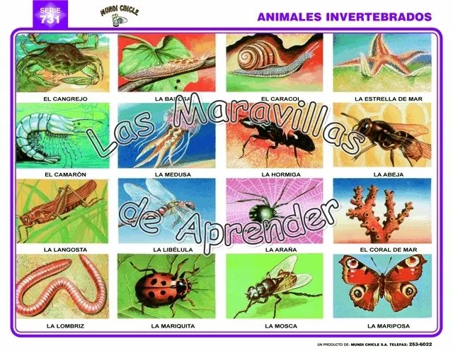 Nombre animales invertebrados - Imagui