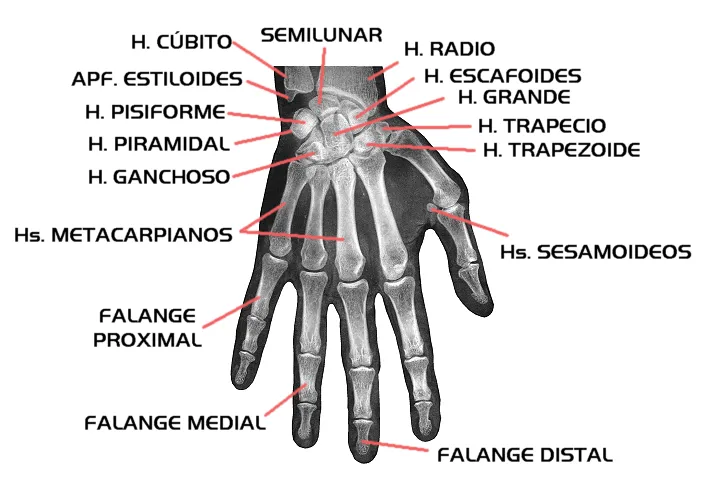 FIGURAS PARA PINTAR HUESOS DE LA MANO Y PIE - Imagui FIGURAS PARA PINTAR HUESOS DE LA MANO Y PIE - Imagui