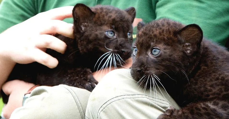 Filhotes gêmeos de pantera negra são apresentados em zoo alemão ...