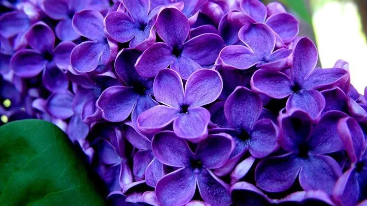 Fiori viola nomi - Significato fiori - Nomi dei fiori viola