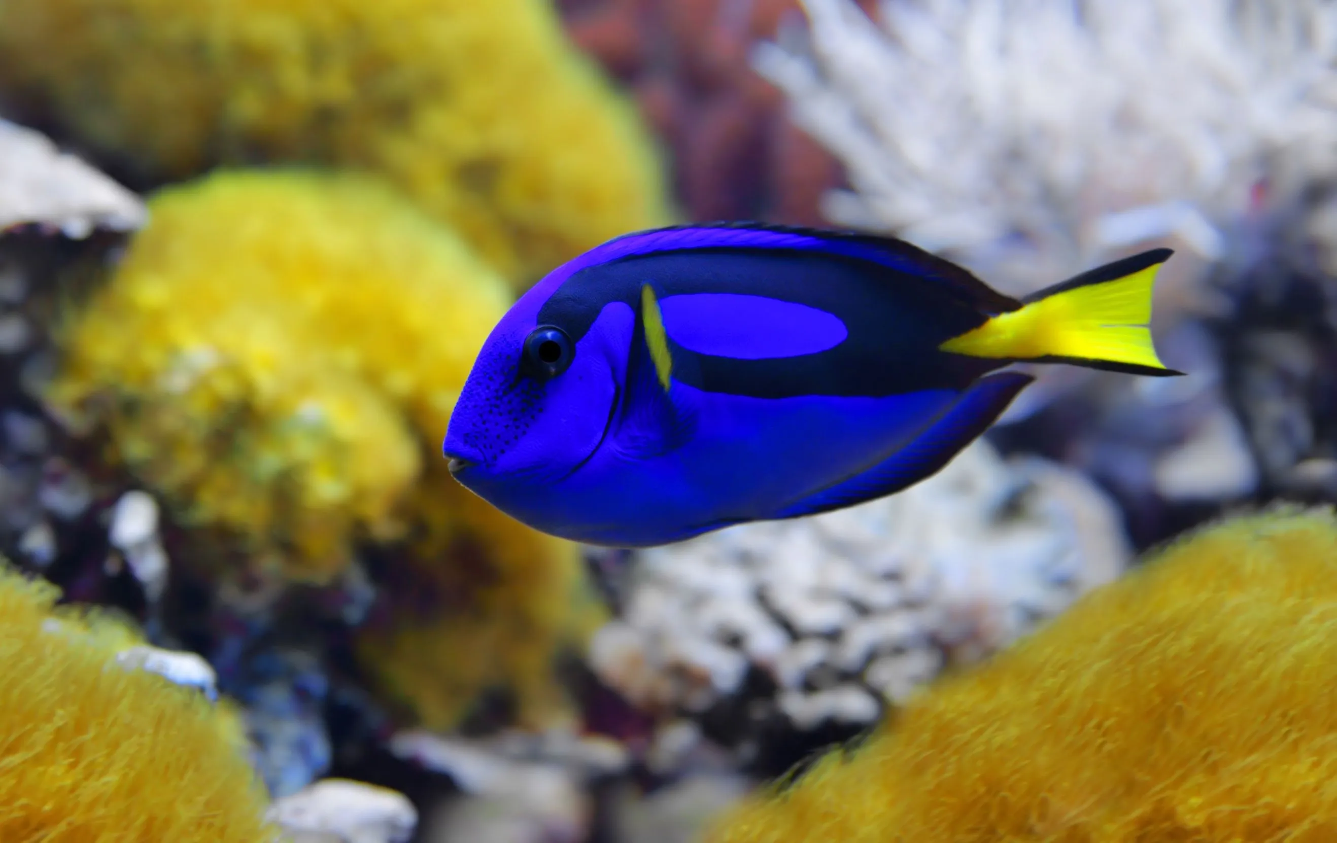 Fish cognition: Why Dory isn't as dumb as she seems • Earth.com