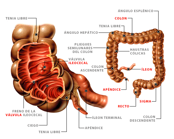 Fisiología Clínica. T.L.C: INTESTINO GRUESO Fisiología Clínica. T.L.C: INTESTINO GRUESO