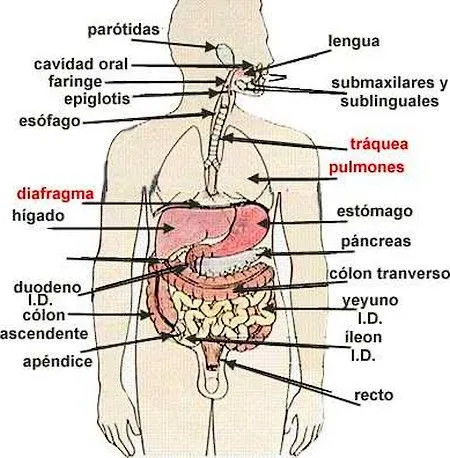 Fisiología Humana gratis: Fisiologia del sistema digestivo humano