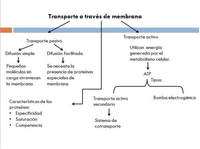 Fisiología de Limón: Transporte a través de membrana (mapa conceptual)