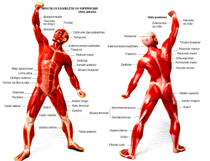 Fisioterapia: Sistema Muscular (Músculos) [Generalidades]