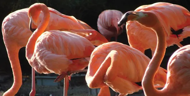 El flamenco rosa del caribe (Yucatán) | México Desconocido El flamenco rosa del caribe (Yucatán) | México Desconocido
