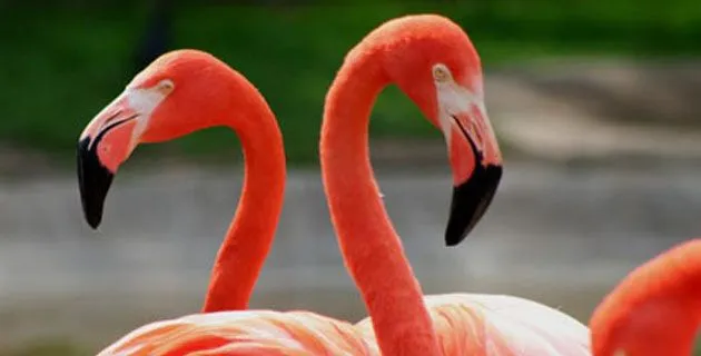 Los flamencos rosados de Ría Celestún, Yucatán | México Desconocido Los flamencos rosados de Ría Celestún, Yucatán | México Desconocido