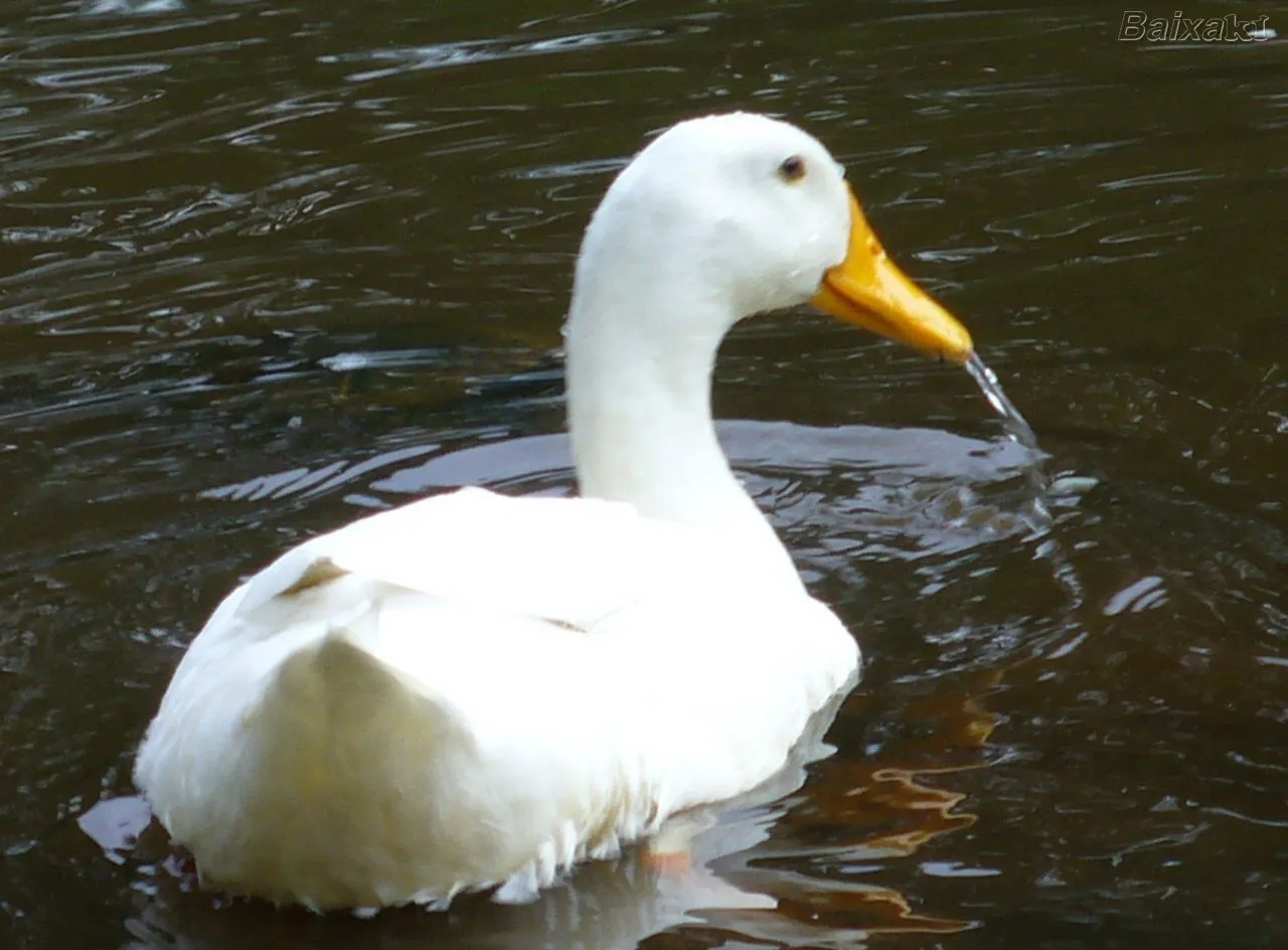 Flavors of Brazil: What the Duck? Untangling Patos and Marrecos Flavors of Brazil: What the Duck? Untangling Patos and Marrecos