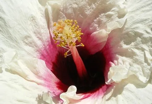 Flickr: Discussing x favor!!!recordar poner nombre a tu flor in ...