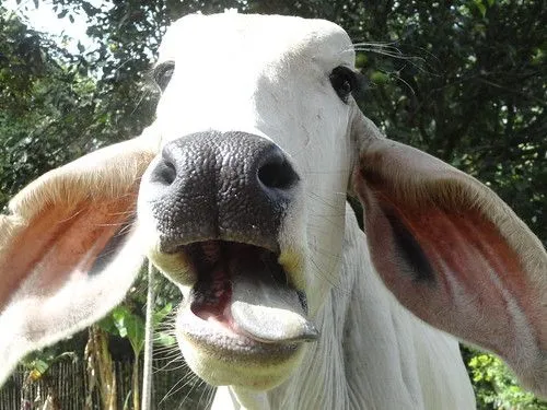 Fotos de vacas sacando la lengua - Imagui