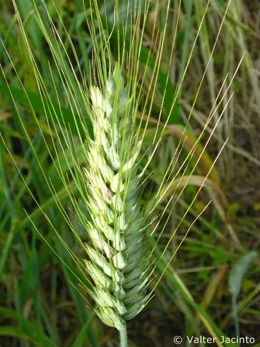 Flickriver: Most interesting photos from Poaceae (Gramineae) and ...