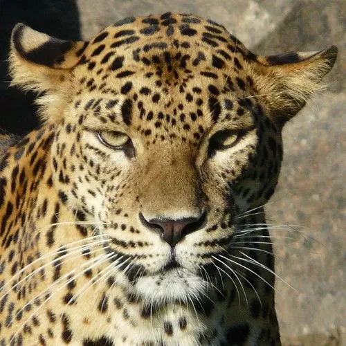 Flickriver: Most interesting photos tagged with leopardo