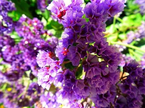 Flickriver: Most interesting photos tagged with limonium