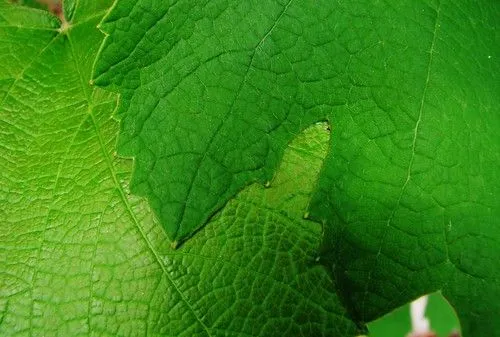 Flickriver: Photoset 'Texturas ' by Aneli Adriani Flickriver: Photoset 'Texturas ' by Aneli Adriani
