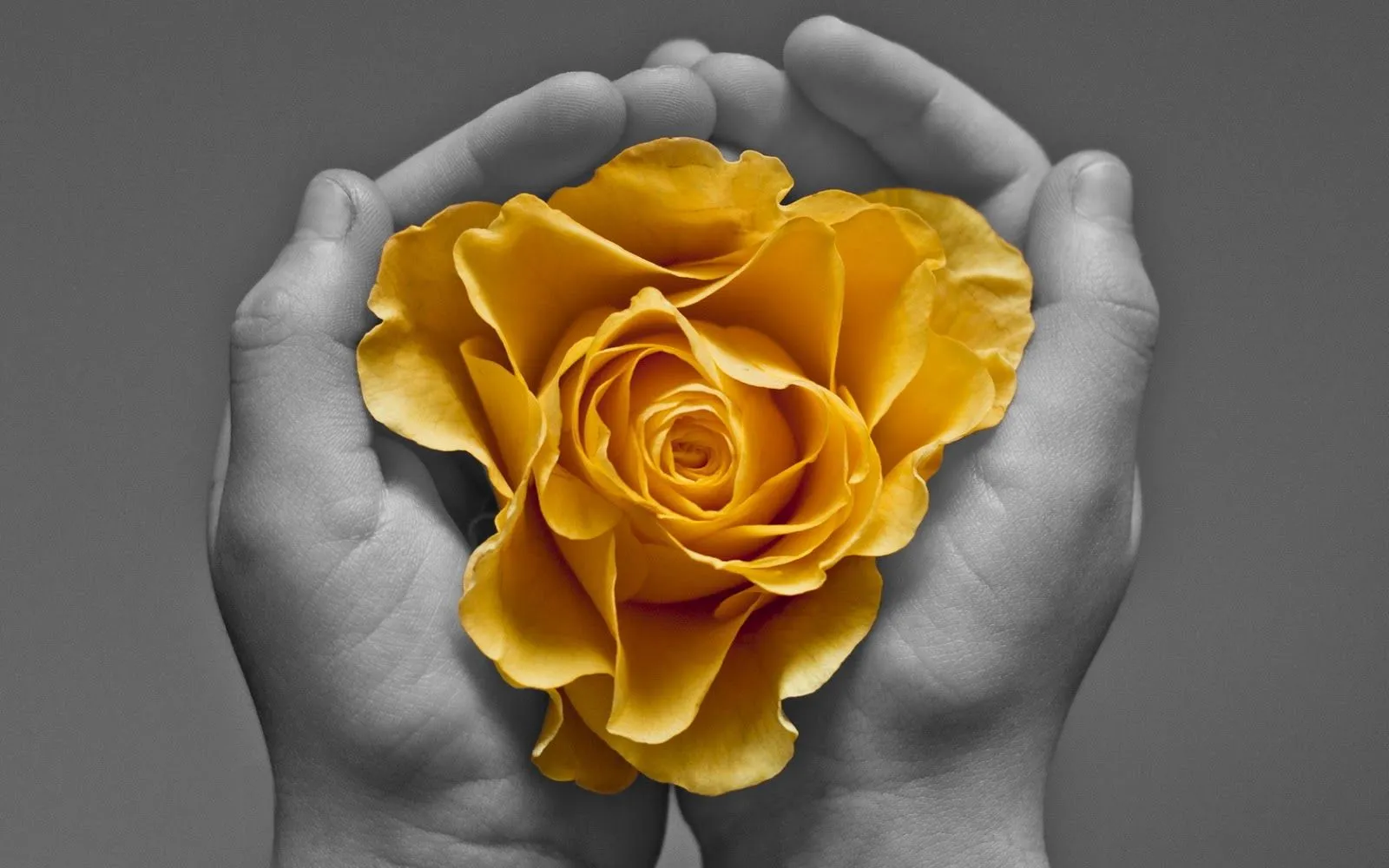 Flor Amarilla en las Manos - Fondos de Pantalla HD - Wallpapers HD Flor Amarilla en las Manos - Fondos de Pantalla HD - Wallpapers HD